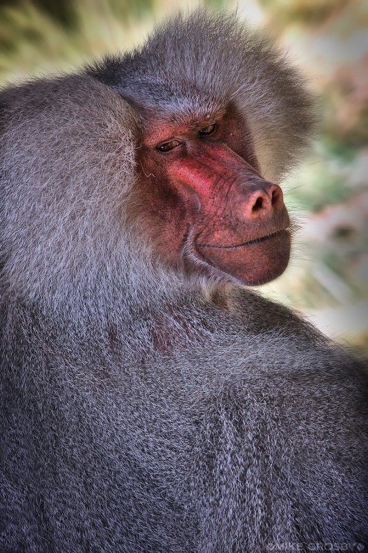 Hamadryas Baboon