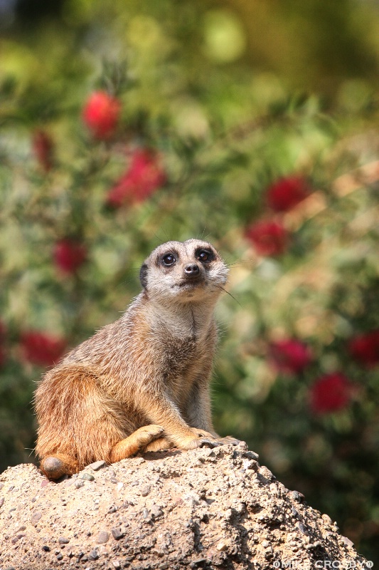 Meerkat