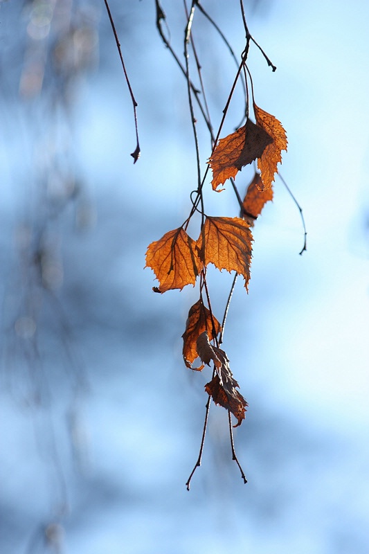 Wintering birch leaves