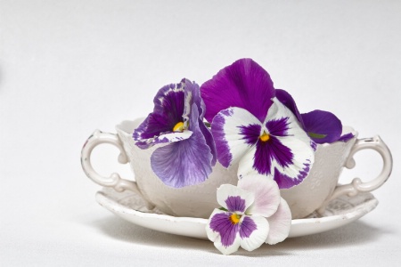 Pansy Purple