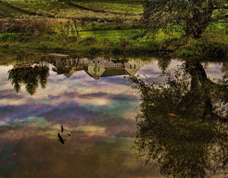 Pond Reflections