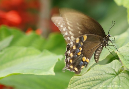 Polydamas Swallowtail Butterfly at Work