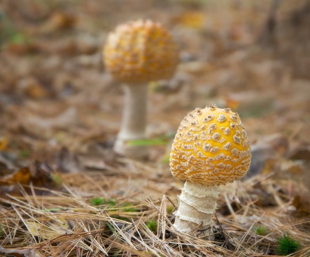 Fly Agaric