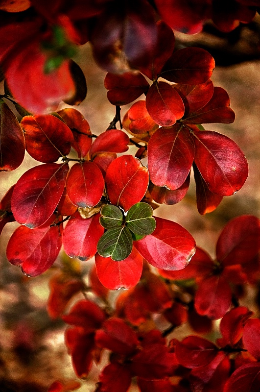 Crimson Autumn