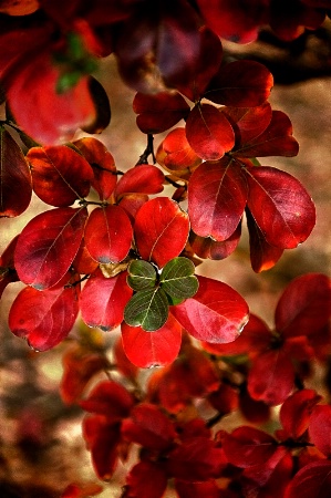 Crimson Autumn