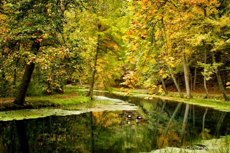 Tranquil Stream