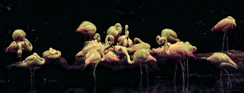 Flamingos' Forms
