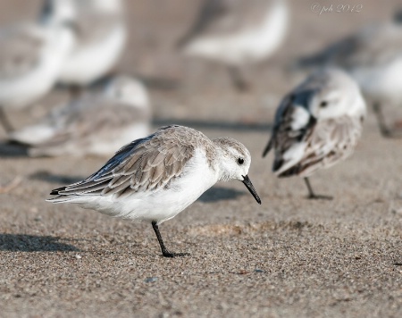 Sanderling