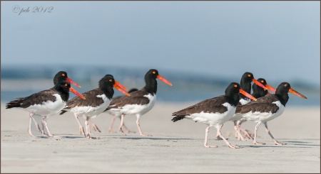 American Oystercatchers