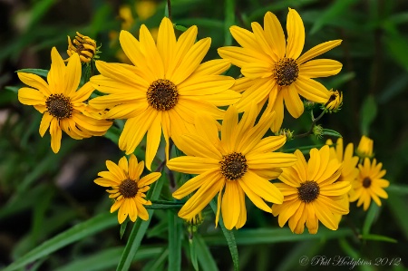 Jerusalem Artichoke