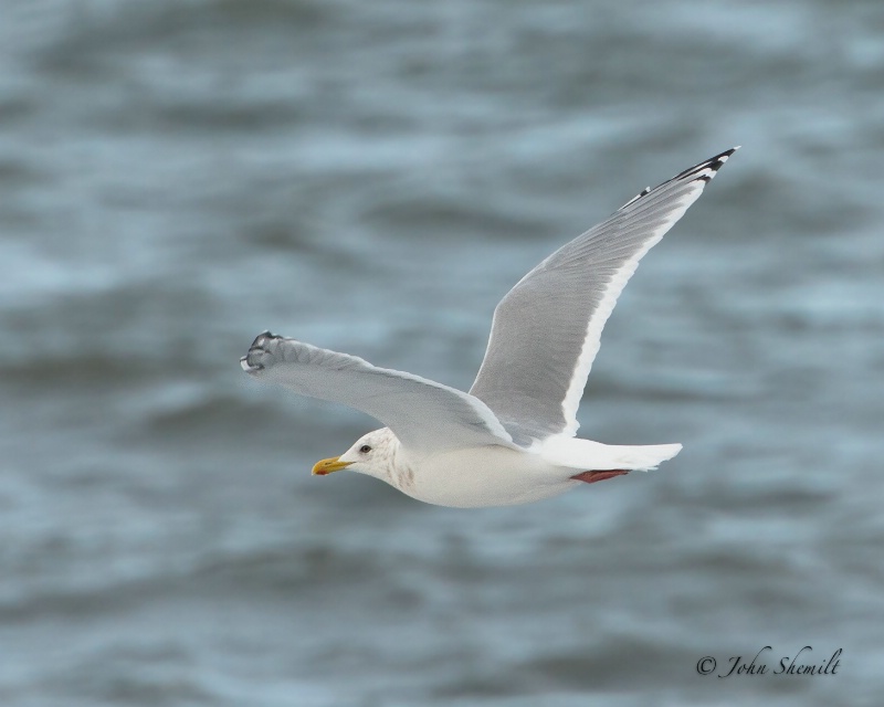 Thayer's Gull - Oct. 7th, 2012 - ID: 13409295 © John Shemilt