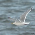 © John Shemilt PhotoID# 13409295: Thayer's Gull - Oct. 7th, 2012