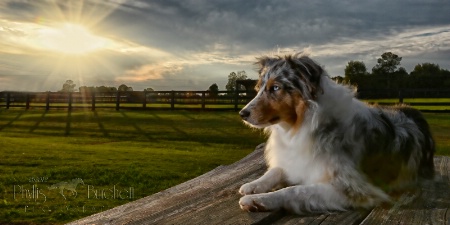 Working Dog