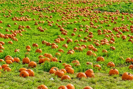 Pumpkins Pumpkins Everywhere