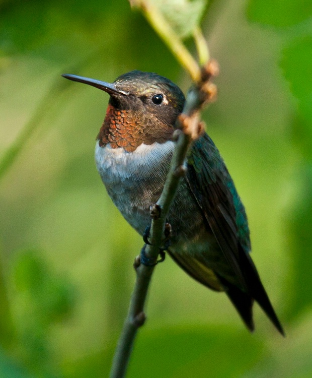 hummingbird perched on branch