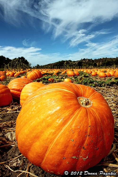 Pick a Pumpkin...