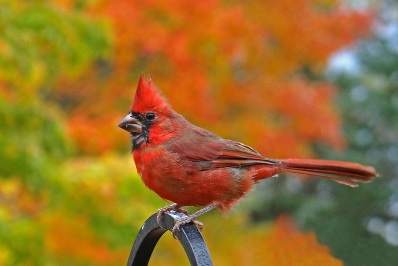 Fall Beauty.