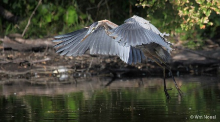 Heron Flight