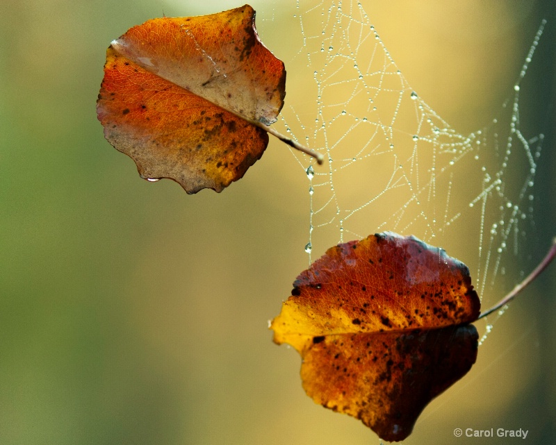 Leaf trap