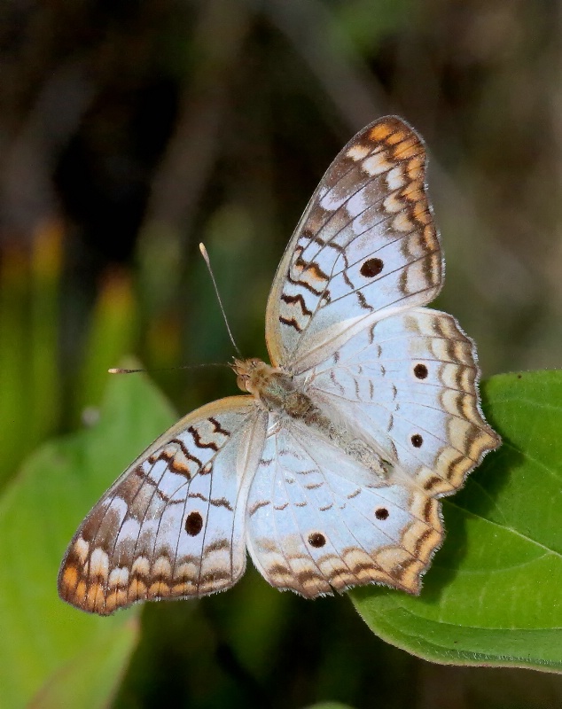 White Peacock Butterfly