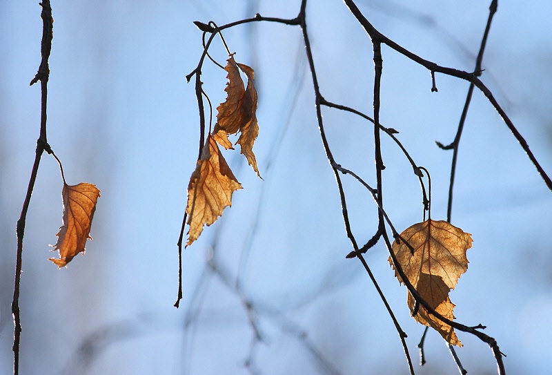 Wintering birch leaves#2