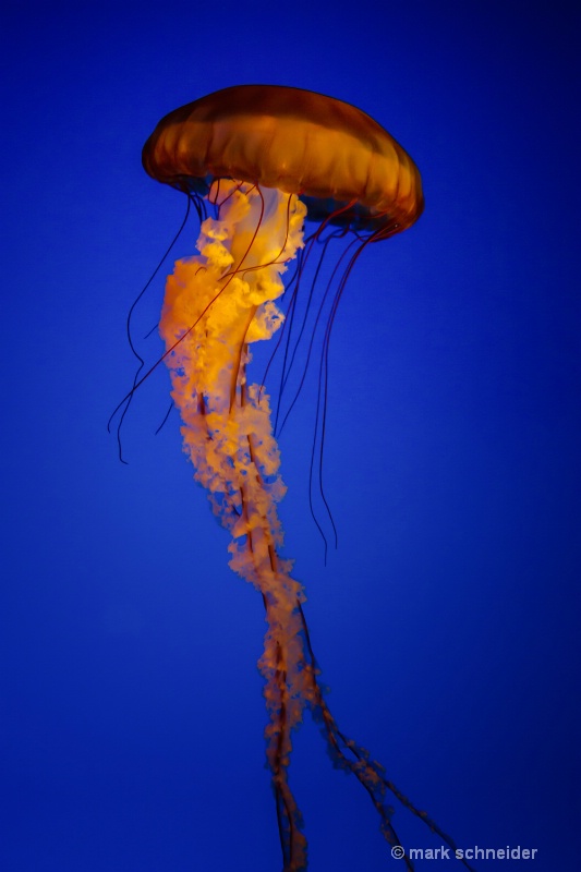 Jelly Fish #3 - ID: 13415130 © Mark Schneider