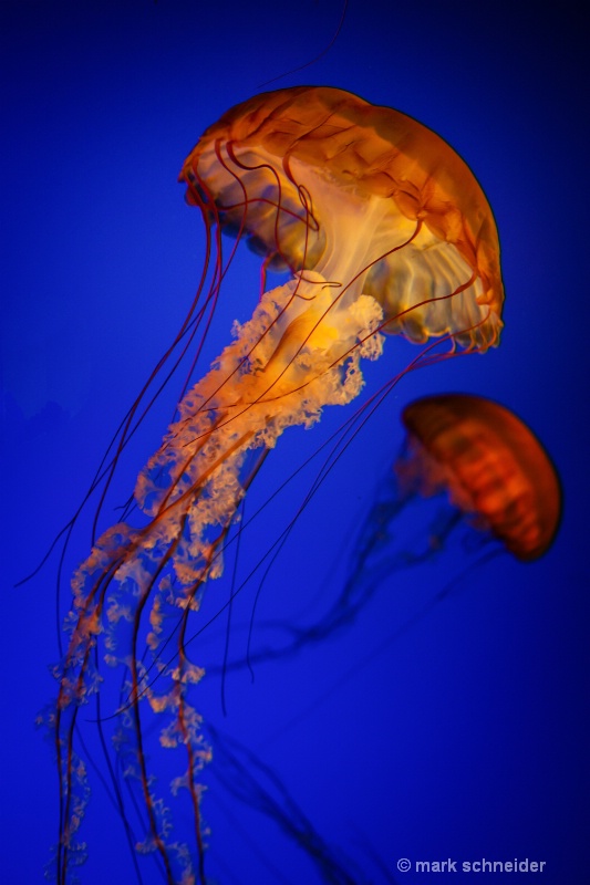 Jelly Fish # 2 - ID: 13415131 © Mark Schneider