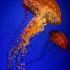 © Mark Schneider PhotoID # 13415131: Jelly Fish # 2