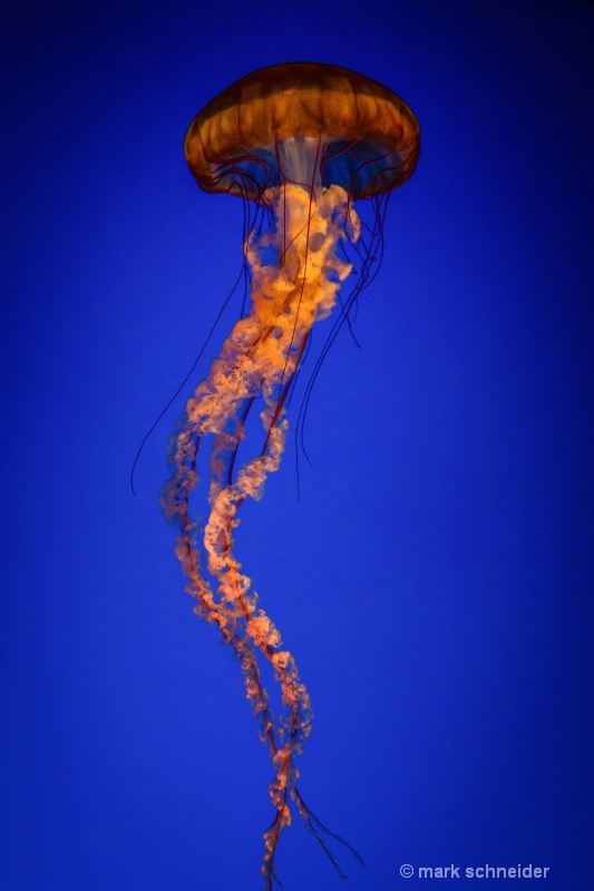 Jelly Fish #1 - ID: 13415133 © Mark Schneider