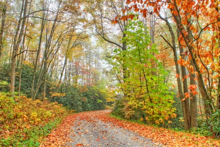 autumn road