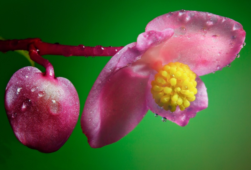 "Pink Begonia"