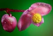 "Pink Begonia...
