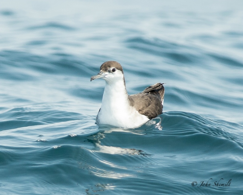 Audubon Shearwater - Aug. 17th, 2012 - ID: 13416232 © John Shemilt