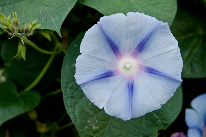Harrisonburg Blue Flower