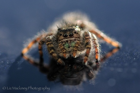 Daring Jumping Spider