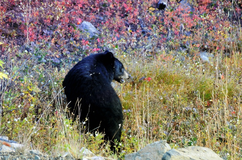 Rolly Polly Black Bear Foraging before Hibernation