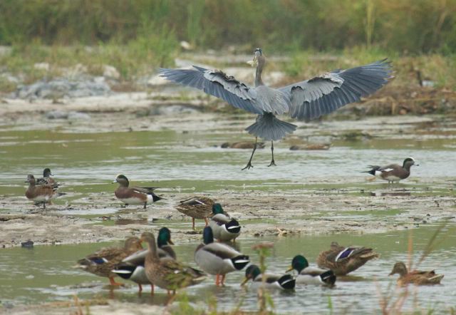 Great Blue Landing