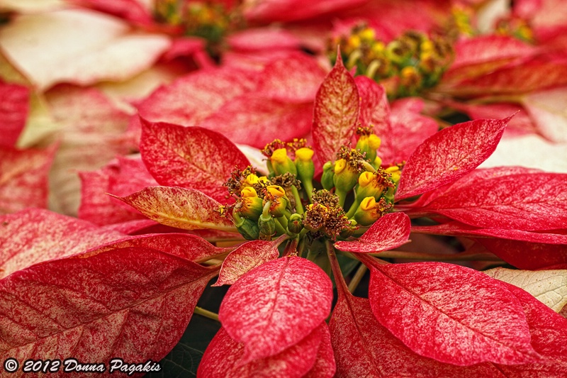 Multi Colored Poinsettias 