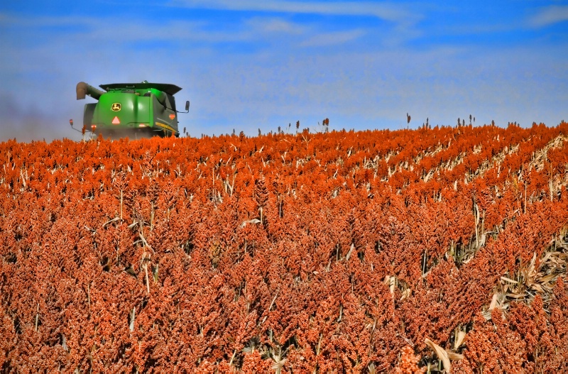 ~ HARVESTING A FIELD OF RED ~