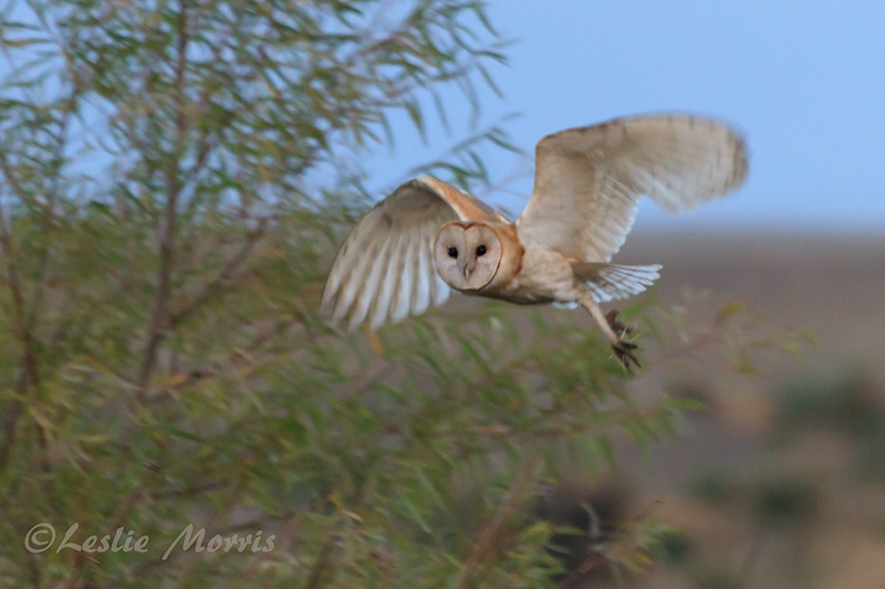 Hunting Barn Owl - ID: 13421542 © Leslie J. Morris
