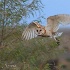© Leslie J. Morris PhotoID # 13421542: Hunting Barn Owl