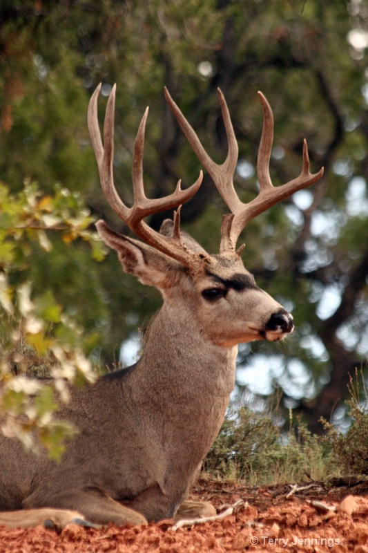 Majestic Buck - ID: 13421600 © Terry Jennings
