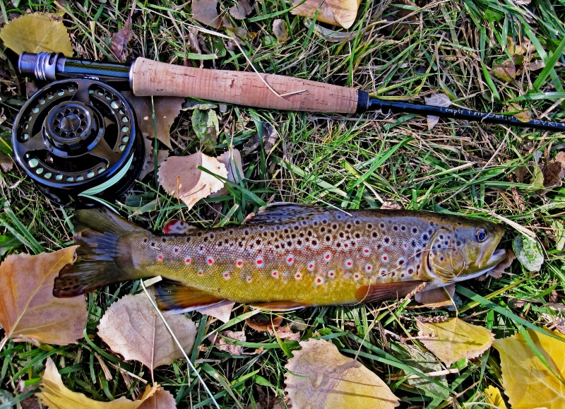 Male Spawning Brown.