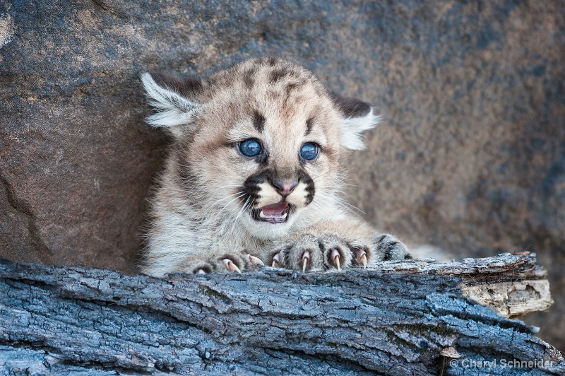 Baby Mountain Lion 1201