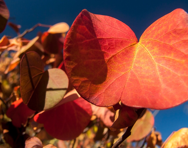 Fall colors - Western Redbud