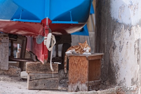 The Fisherman's Cat