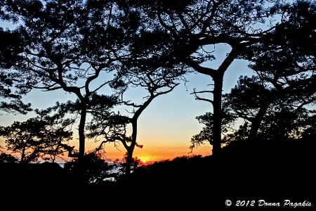 Silhouetted Torrey Pines Sunset