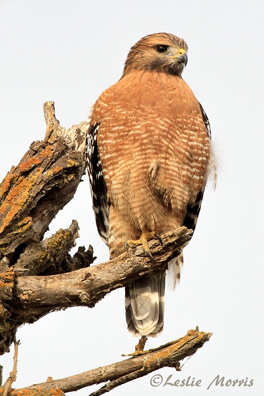 Red-shouldered Hawk - ID: 13423778 © Leslie J. Morris