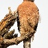 © Leslie J. Morris PhotoID # 13423778: Red-shouldered Hawk