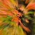 © Elliot Barnathan PhotoID# 13424273: Fall Abstraction 3